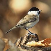Marsh Tit